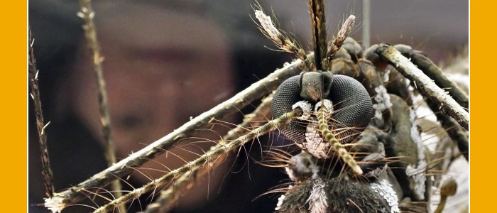 plaga mosquito tigre