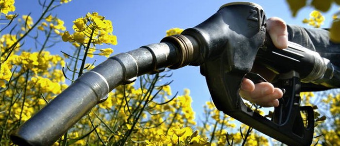planta biocombustibles