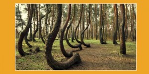 81_2016_arbol torcido