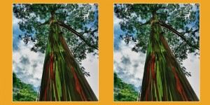 81_2016_eucaliptus arco iris