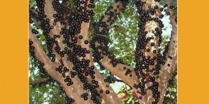 81_2016_jabuticaba