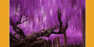 81_2016_wisteria