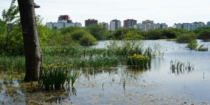 8_2015_ecologia bosque urbano 2