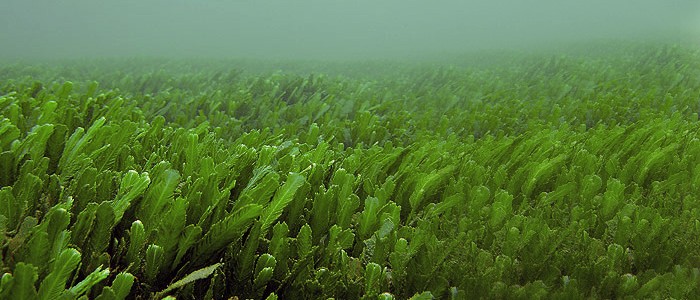 forma rápida de conseguir biocombustible de las algas
